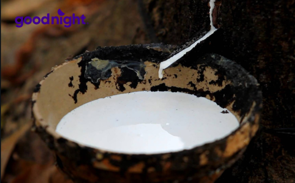 Phân biệt cao su non và cao su thiên nhiên 3 Cao su thiên nhiên làm từ 100% mủ cây cao su.