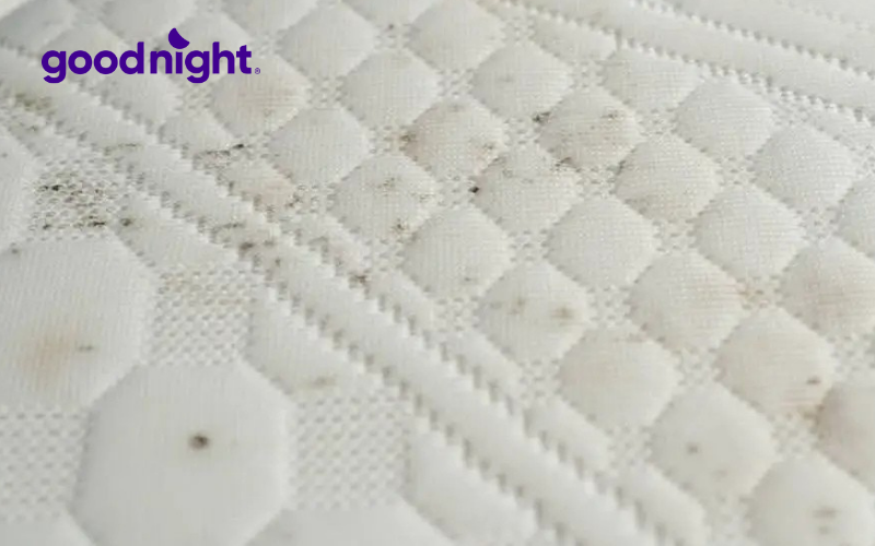 8 Mẹo xử lý đệm bông ép bị mốc đơn giản mà hiệu quả 2 Các nguyên nhân khiến nệm bông ép bị mốc
