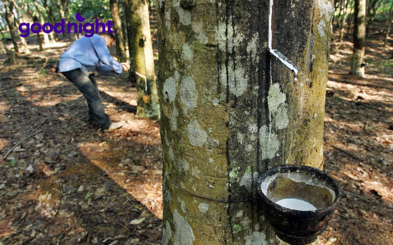 Khám phá quy trình sản xuất nệm cao su chất lượng cao 3 Thu thập mủ cao su