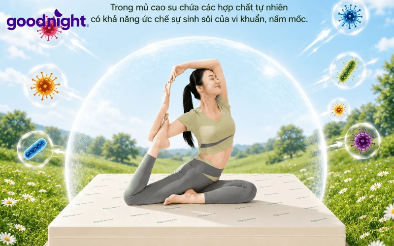 Nệm cao thiên nhiên